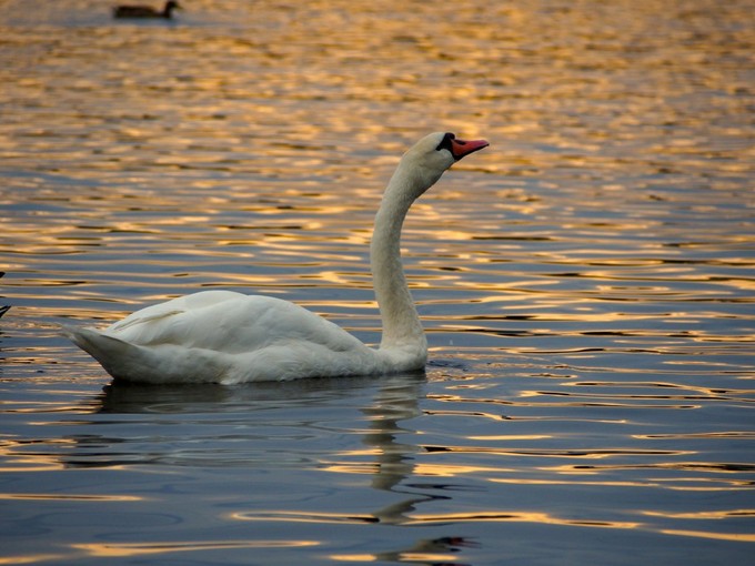Шуберт. «Лебединая песня»